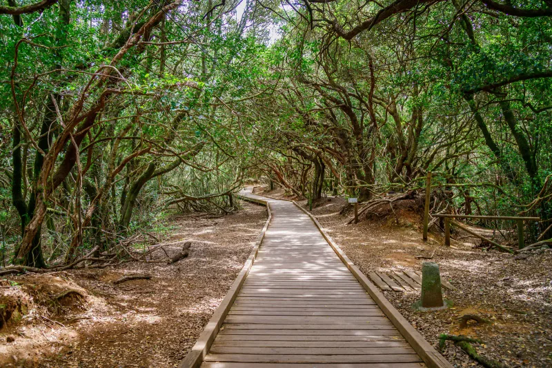Parque Rural de Anaga — what to see in Tenerife